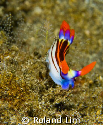 Purpleline Nembrotha having a go at climbing downhill! by Roland Lim 